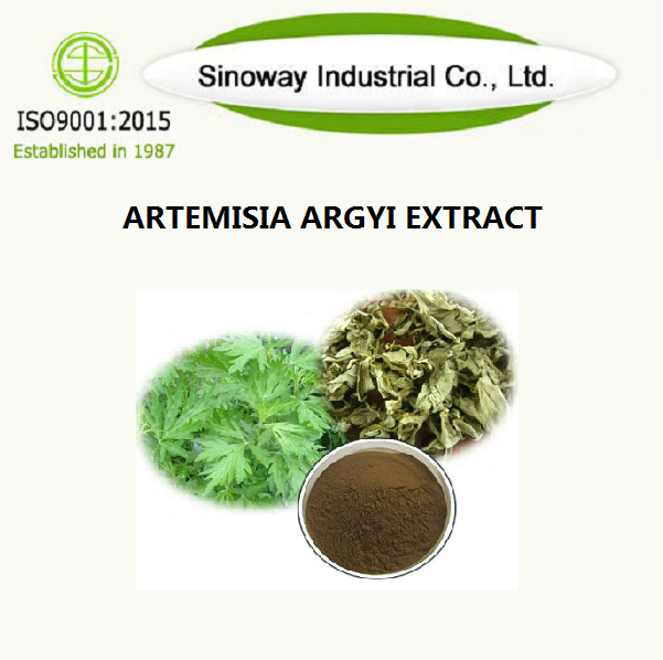 Artemisia Argyi استخراج