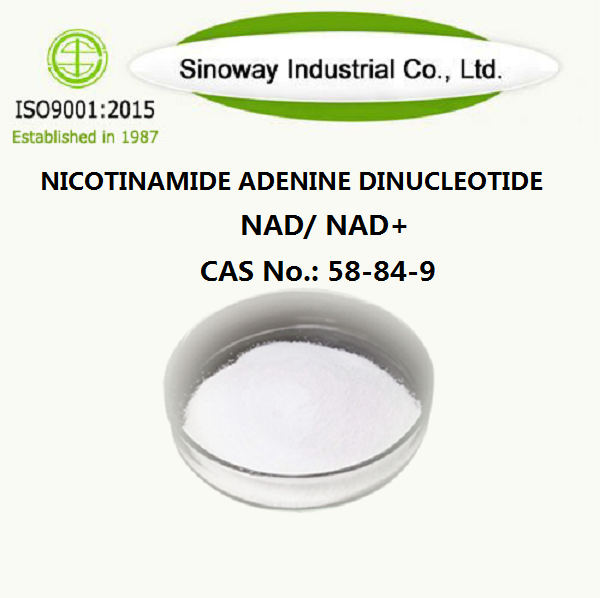 نيكوتيناميد الأدينين ثنائي النوكليوتيد NAD 53-84-9